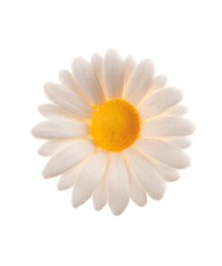Zuckerdekor Gänseblümchen weiss